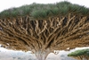 Острова Сокотра (Socotra)