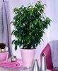 ficus benjamina