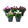 DIANTHUS