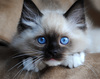 ragdoll kitten