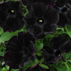 Black petunias