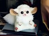 Inari Foxes: Ivory