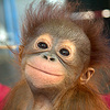 Adopt an orangutan