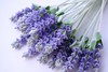 Lavandula ANGUSTIFOLIA или Лаванда Лекарственная (семена)