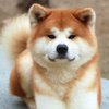 Japanese Akita Inu