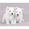 West Highland White Terrier