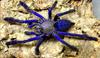 Паук птицеед Cyriopagopus sp. Blue ex. Lampropelma violaceopes