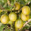 'Hinomaki Yellow' gooseberry