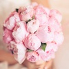 Peonies