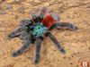 Avicularia versicolor