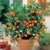 Tangerine tree