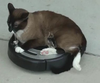 Roomba