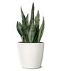 Sansevieria trifasciata