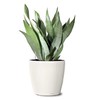 Сансевиерия Sansevieria Moonshine