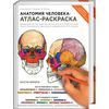 Анатомический атлас-раскраска