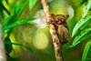 Philippine Tarsier Sanctuary