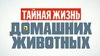 Тайная жизнь домашних животных