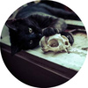 cat skull