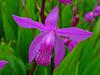 Bletilla