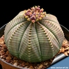 Euphorbia obesa семена