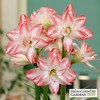 Amaryllis Bulbs