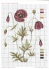 DMC Herbarium Coquelicot