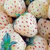 White Carolina Pineberry