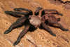 Chilobrachys fimbriatus