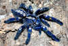 Poecilotheria metallica