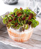 Dionaea muscipula