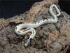 Lampropeltis getulus californiae