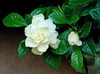 Jasminum sambac (Arabian jasmine)