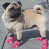 dog socks