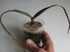 welwitschia seedling