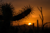 Посетить Saguaro National Park