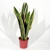 Sansevieria (Сансивьерия)