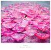 CD Aimer "Ref:rain"