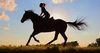 Horseback riding lessons