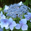 Купить саженцы Гортензия крупнолистная Hydrangea macrophylla MariesiiPerfecta с доставкой по всей России — интернет-магазин Сады Семирамиды в Москве