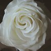 white rose