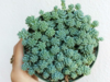 Sedum Dasyphyllum Minor