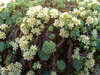 Sedum pachyclados