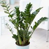 zamioculcas