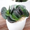 Adromischus Trigynus (Адромисхус трехпестичный)