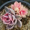 Crested Rainbow Echeveria (West Rainbow)