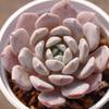 Echeveria Raffine