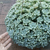 Sedum Clavatum