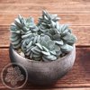 Crassula Morgan's Beauty