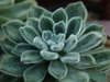 Echeveria pulvinata