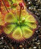 DROSERA "SESSILIFOLIA"